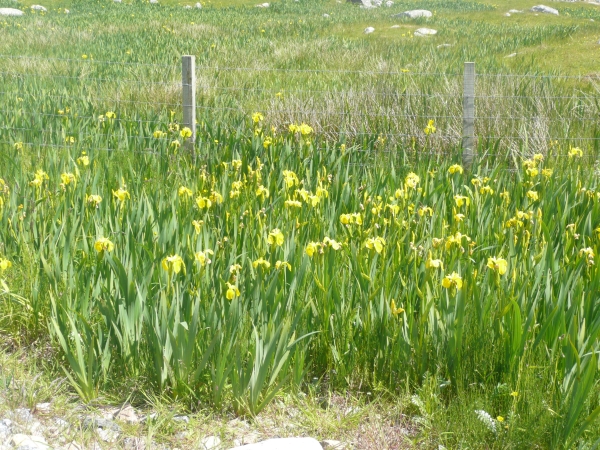 Irises - South Uist