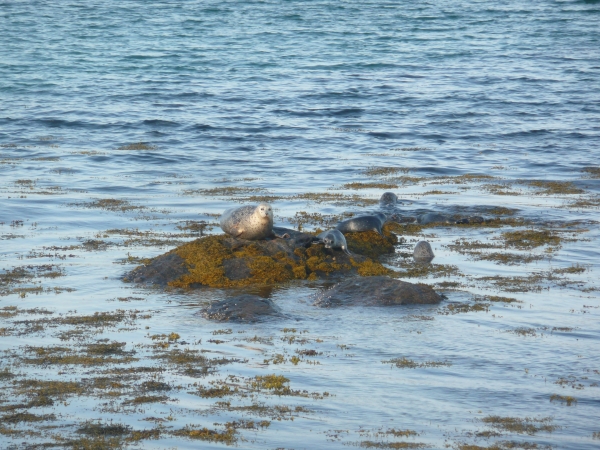 Seals - South Uist