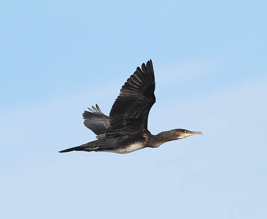 Cormorant - South Uist