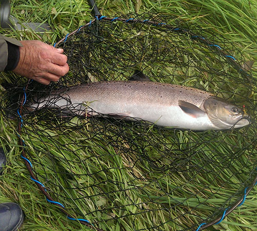 Salmon - Loch Fada