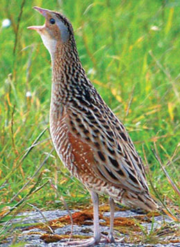 Corncrake - Isle of South Uist