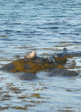 Seals - Isle of South Uist